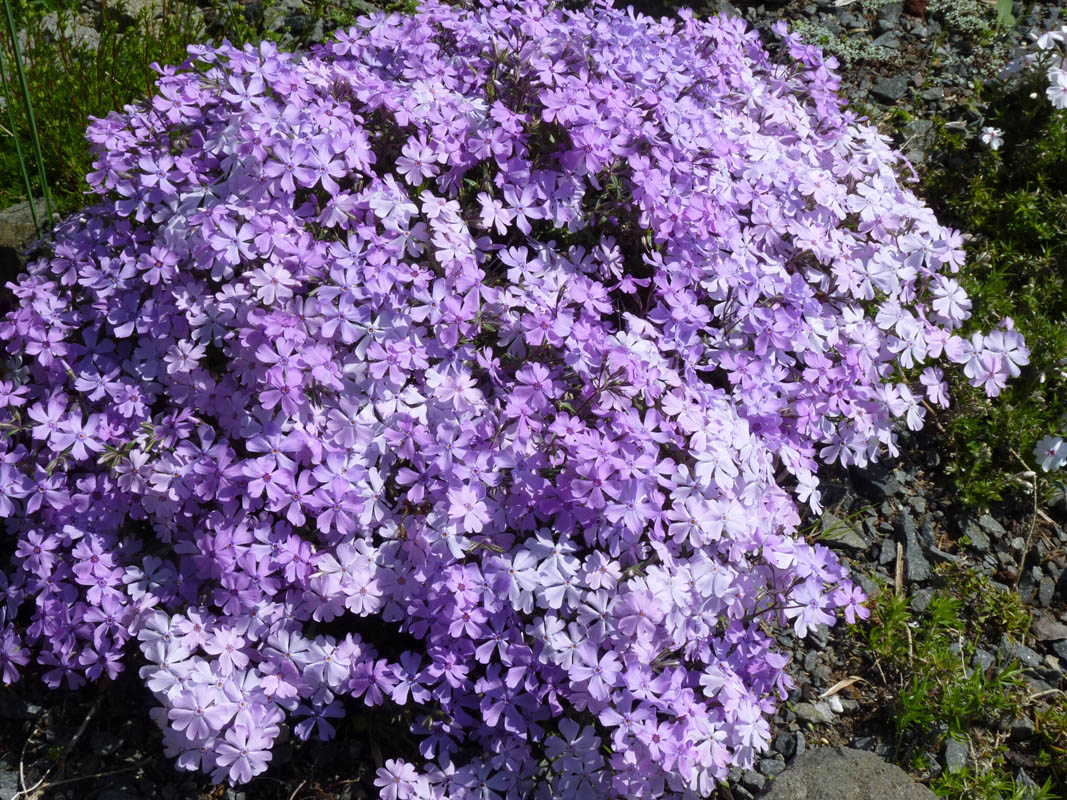 Phlox subulata 'Purple Beauty' photo